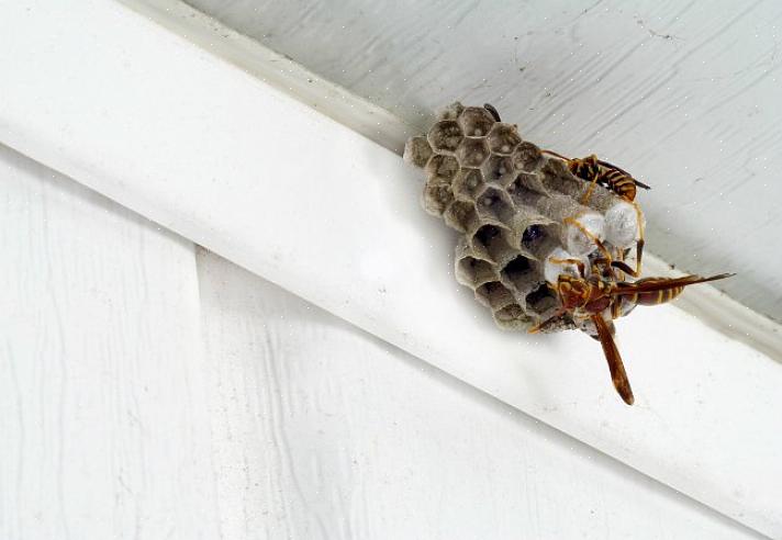 Kuinka käyttää vieheen ampiaisloukkuja