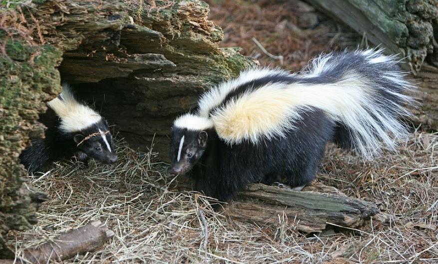 Skunk-valvontatuotteet on suunniteltu poistamaan olemassa oleva skunk-ongelma