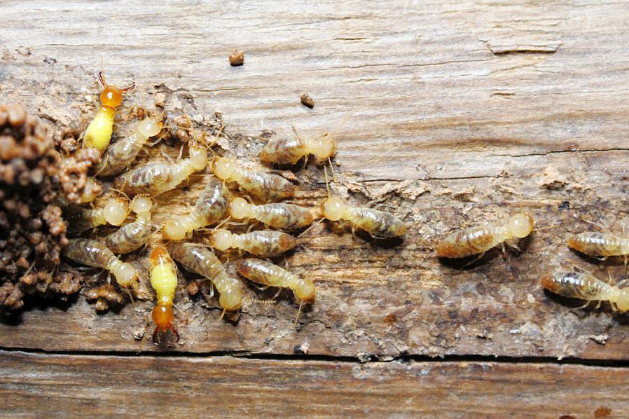 Että kaikki termiitit tapetaan ennen kuin hävität kaiken puun
