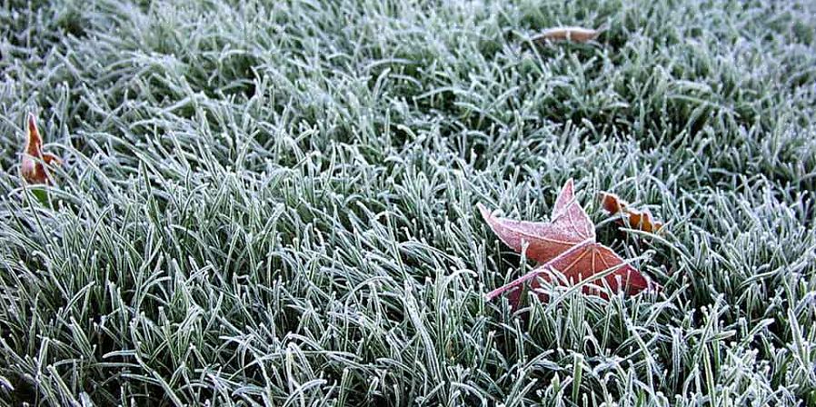Voi olla vaikea sanoa hyvästit nurmikollesi pitkistä kylmistä talvikuukausista