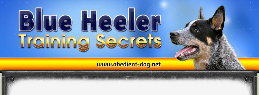 Tässä on joitain vinkkejä Blue Heeler -koiran kouluttamiseen