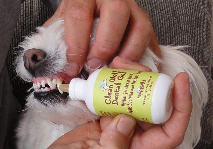 Joka auttaa koirasi raaputtamaan plakkia hampaista