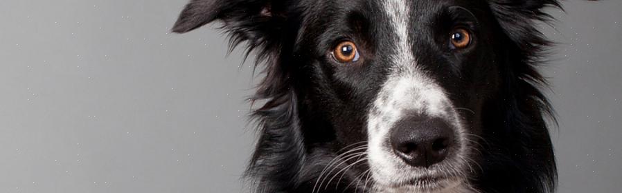 Koiran asiantuntijat ovat laatineet luettelon älykkäimmistä koiraroduista