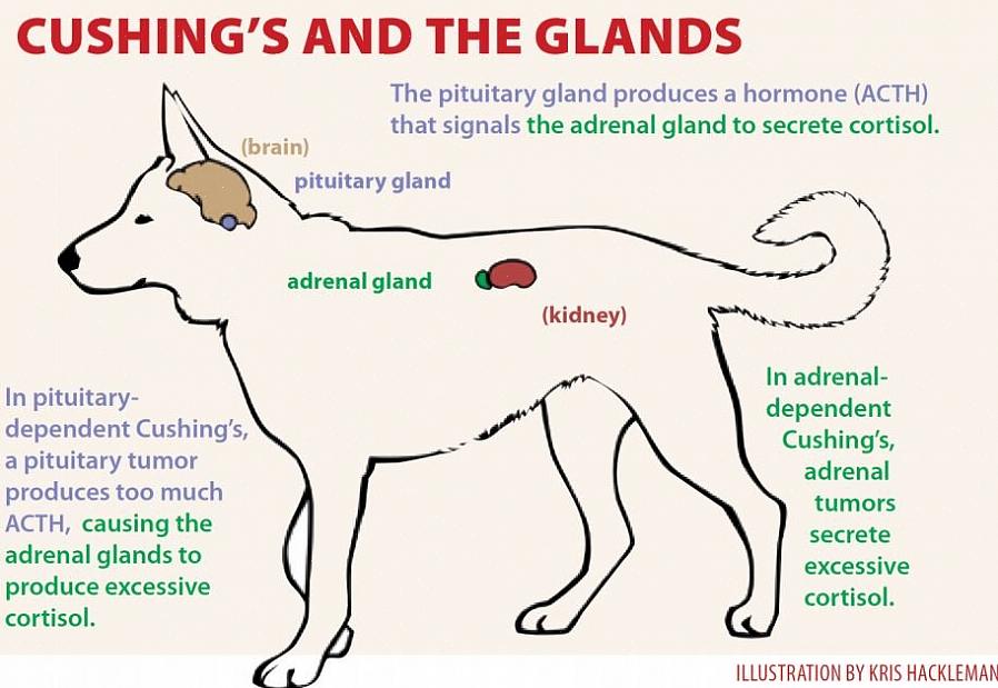 Kun näet joitain Cushingin taudin oireita koirallasi