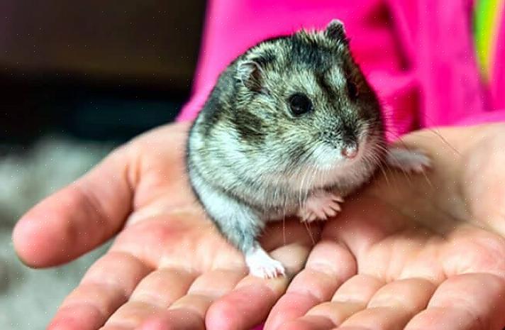 Hamsterit eivät voi pureskella tiensä vapauteen