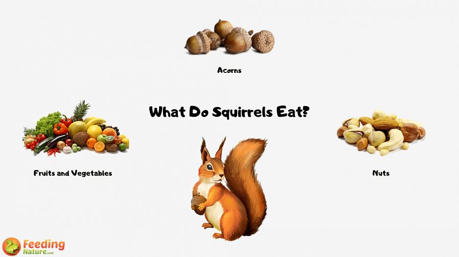 Tee oravaruokaa erityyppisistä siemenistä