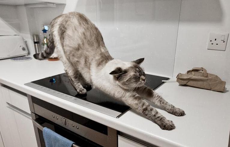 Kissat yleensä rakastavat keittiötasojasi kolmesta perussyystä