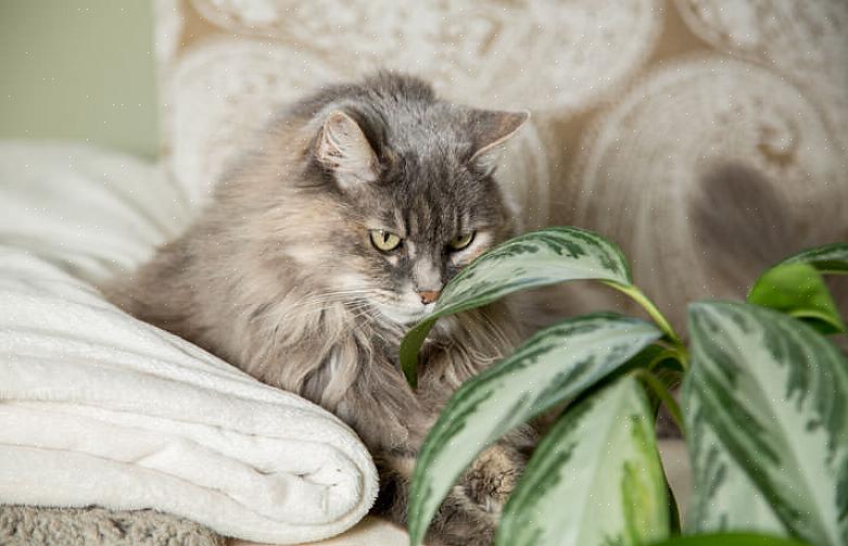 Että kissasi on syönyt myrkyllisestä kasvista