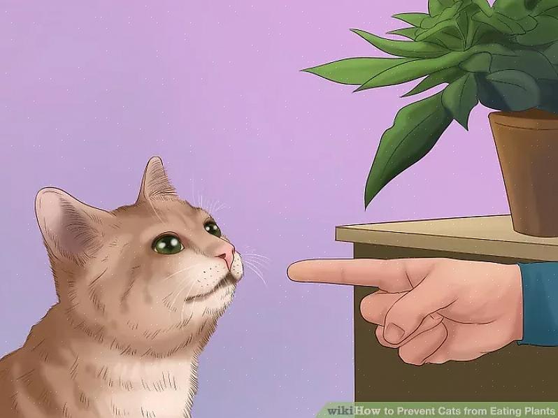 Miksi kissasi syö huonekasveja