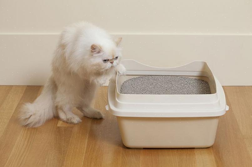 Aloita pentueharjoittelu asettamalla kissanpentu laatikkoon heti aterian jälkeen