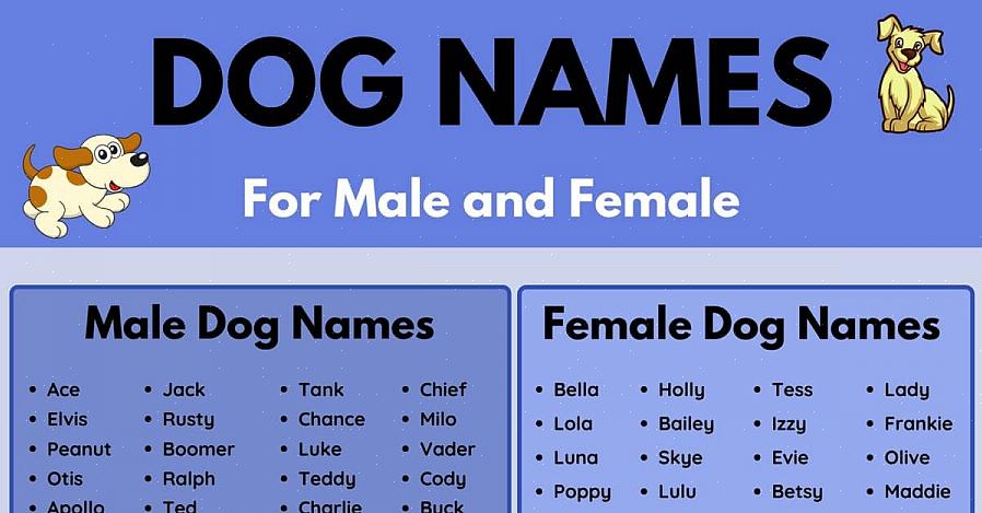 Toinen tapa nimetä koirasi on keksiä hauska kuulostava nimi