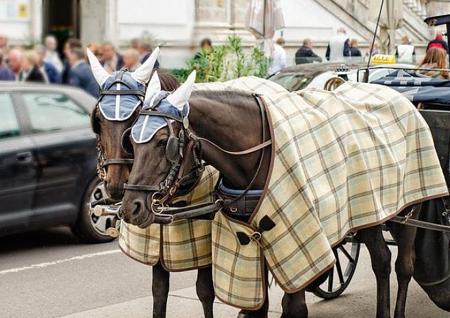 Hevospeiton tekemiseksi sinun on ensin luotava malli