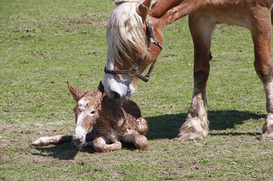 Jotka sinun tulisi tietää hevosen raskaudesta
