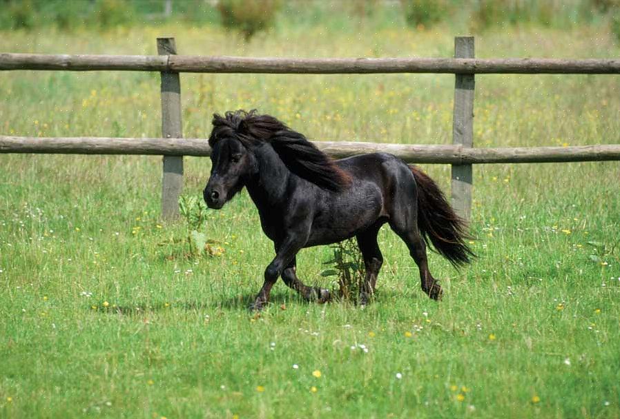 Euroopan miniatyyrihevosyhdistyksen (AMHA) mukaan pienoiskoossa olevan hevosen tulisi olla korkeintaan 97