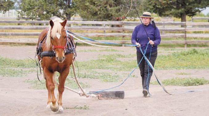 Ensimmäinen askel hevosen ajo-opetuksessa on oppia ajovarusteiden erilaiset osat