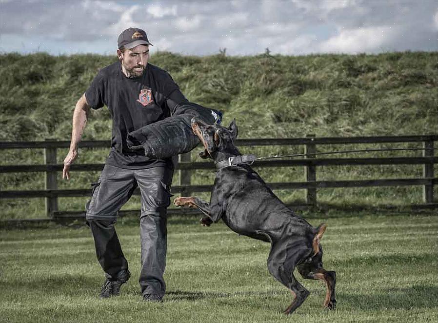 Yksi parhaista hyökkäyskoirakoulutuksen lähteistä olisi paikallinen schutzhund-klubi