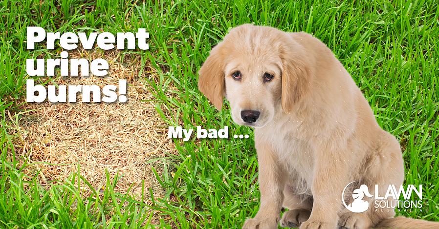 Yksinkertaisin ratkaisu estää koirasi virtsaamasta nurmikolle tai ruoholle on laittaa aita sen ympärille