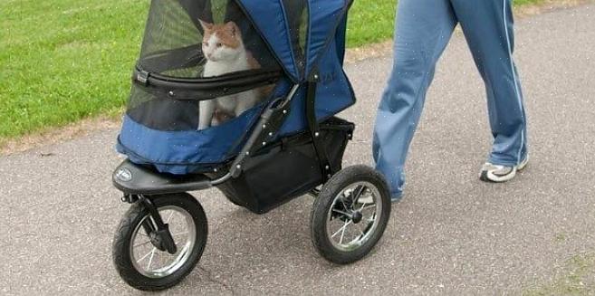 On aina ihanaa nähdä vauva rattaissa koiran rinnalla kävelemällä talutushihnalla