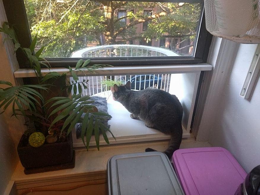 Sitten haluat sijoittaa kissan sängyn kissan ikkunalaatikkoon