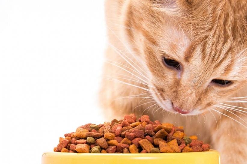 Nämä kissan terveyttä koskevat vinkit auttavat sinua valitsemaan parhaan kissanruokaa