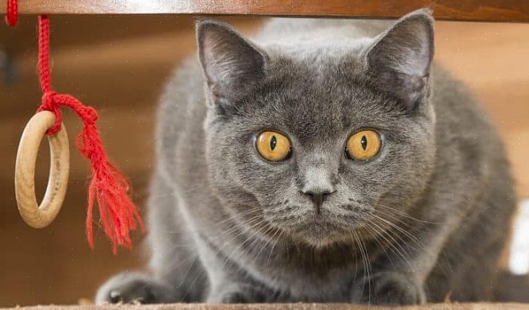Turkisväri - Tämä on yksi helpoimmista tavoista tunnistaa Chartreux-kissa