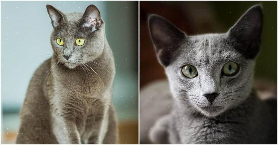 Venäjän sinisen kissan rotu tunnettiin alun perin arkkienkeli-kissana