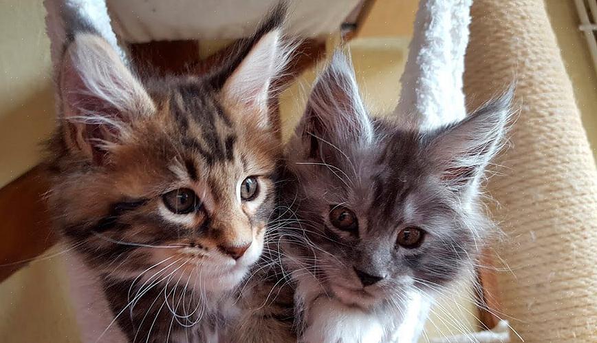 Päättää haluatko rodun kissan vai aivan kuten Maine-coon-ulkoasun