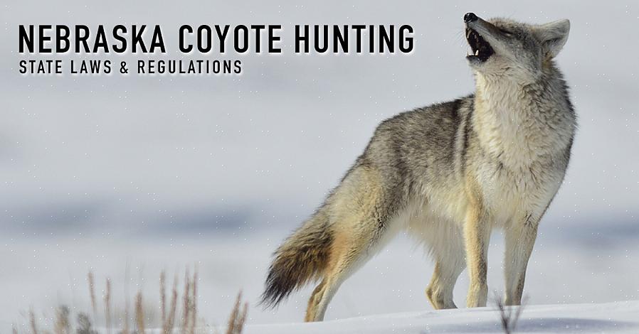 Kojoottien metsästystä säätelevät nyt eri osavaltioiden hallitukset Yhdysvalloissa ylläpitääkseen