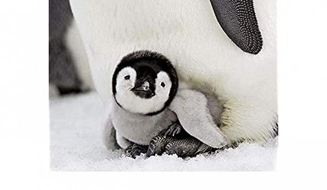 Pakkasesta huolimatta pingviinit voivat sopeutua siihen hyvin