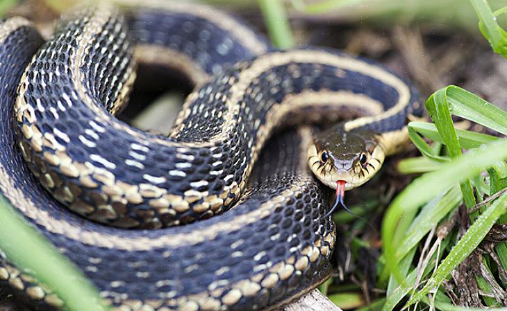 Sukkanauhakäärmeiden sanotaan olevan yksi yleisimmistä käärmeistä