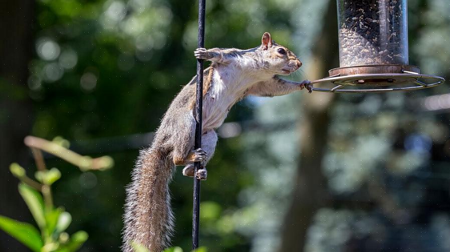 Jota käytetään yleisesti pitämään oravia poissa lintujen syöttölaitteista