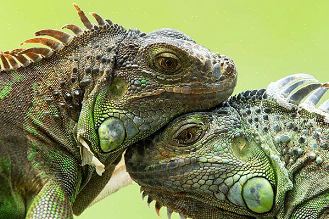 Että iguanat ovat luonteeltaan yksinäisiä eläimiä