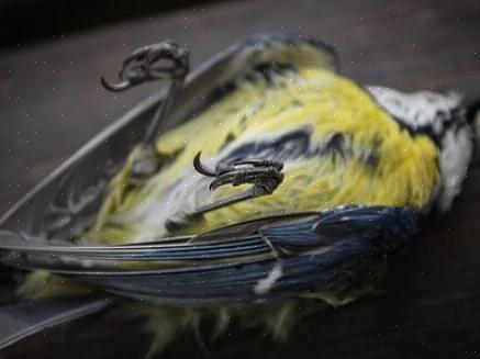 Nämä papukaija-asiantuntijat auttavat sinua purkamaan lintujen nauhojen lukumäärän
