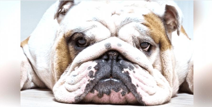 Englantilainen bulldog voi näyttää liian söpöltä