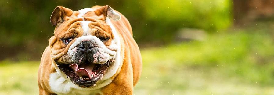 Kun aiot ostaa englantilaisen bulldog-pentun