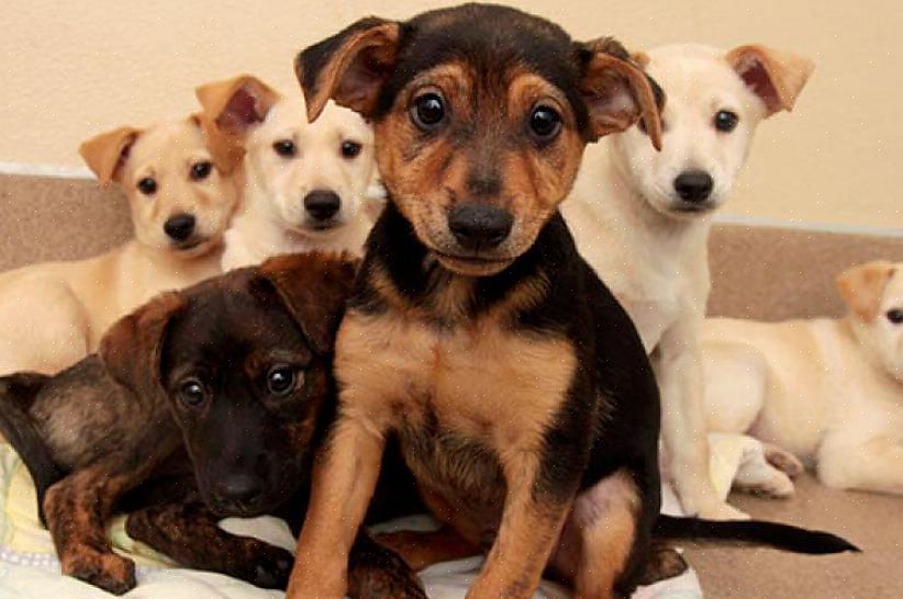 Vie koira eläinlääkärillesi tarkastettavaksi ennen hyväksymistä tai ostamista