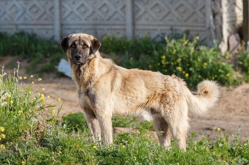 Jotka sinun tulisi pitää mielessä valitessasi anatolianpaimenkoiranpentua