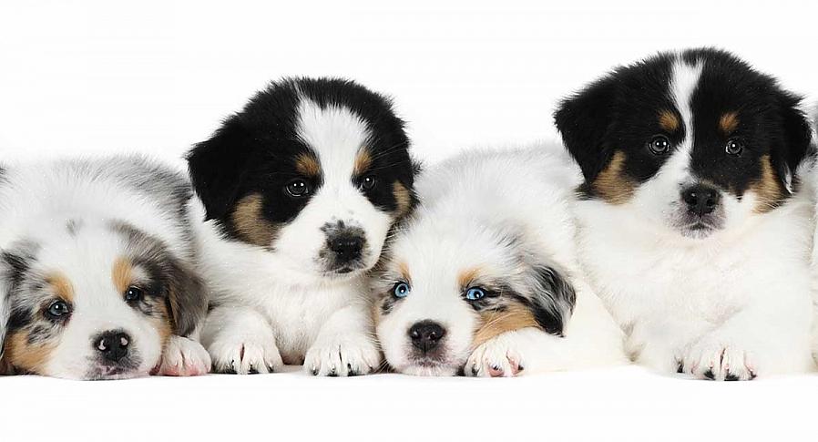 Ennen kuin valitset Australian Shepherd-pentun