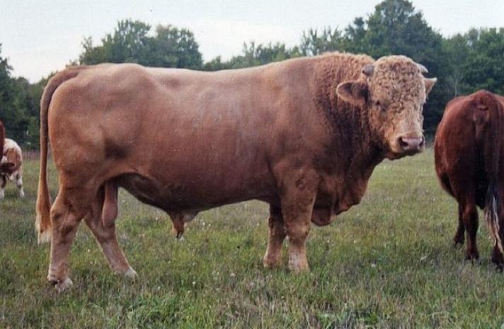 Beefalo-lehmät ovat hyvin lihaksikkaita