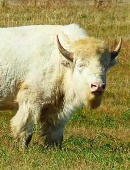 Mikä tahansa lehmänrotu voi tuottaa beefalo-lehmän