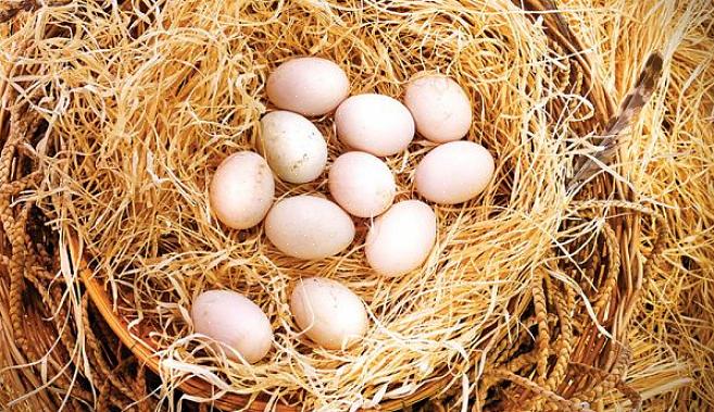 Inkubaattori kääntää munat sisätiloissa kolmen tunnin välein