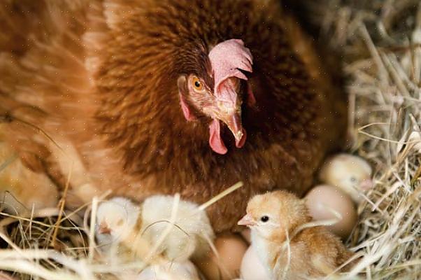 Aseta kananmunat varovasti inkubaattorin sisään