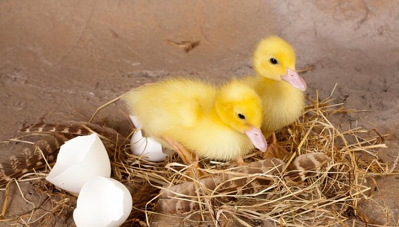 Mielenkiintoinen tapa inkuboida munia on saada haudolliset kanat istumaan muniin kuoriakseen
