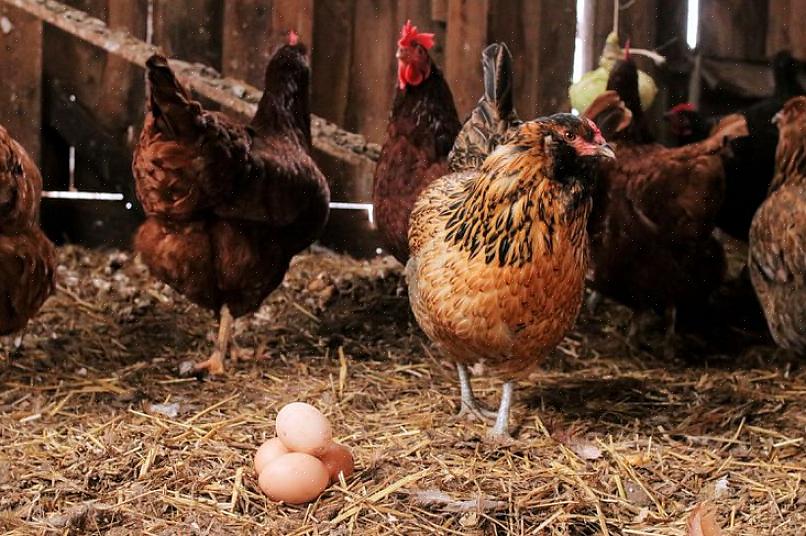 Munien kerääminen pesiin vähintään kahdesti päivässä on myös tärkeää kananmunien syömisen torjumiseksi