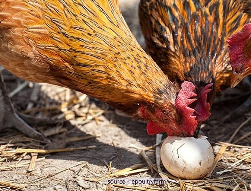 Kanaparjan ruokinta on toinen tärkeä näkökohta munien syömiseen