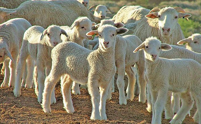 Kasvattajan mielipiteisiin perustuva lammas mieluummin karkeaa