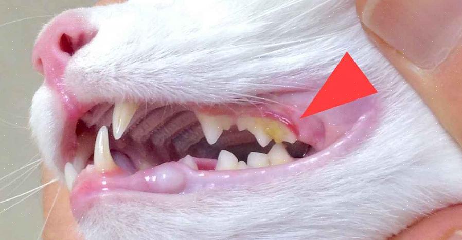 Onko kissalla hammasongelmia
