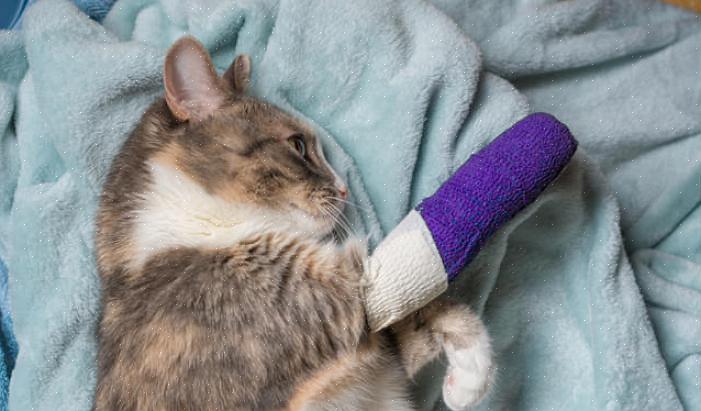 Auttaa kissasi selviytymään halvaantumisesta