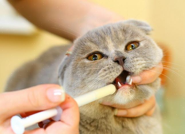 Jos sinulla on vaikeuksia antaa kissallesi suun kautta otettavia lääkkeitä