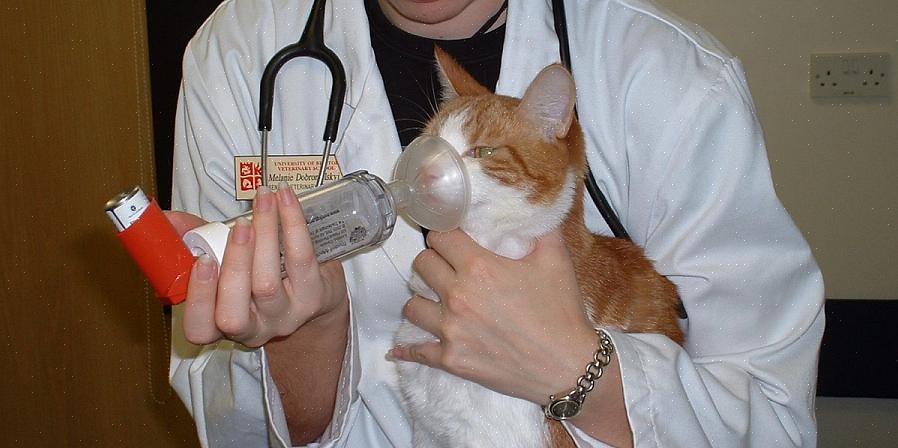 Kissan astmaa voi olla vaikea diagnosoida
